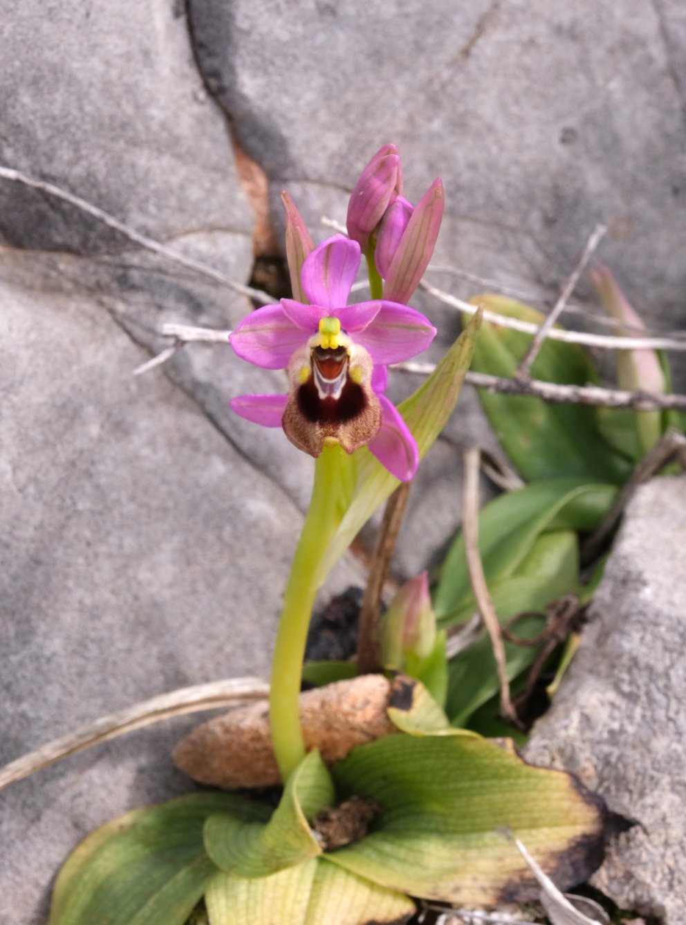 Anno nuovo, orchidee nuove: dalla Grecia con passione.